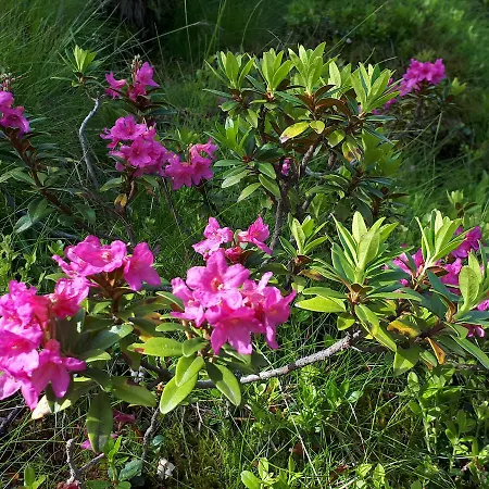 Simonbauerhof Фермерский дом Бад Кляйнкирххайм