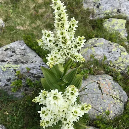 Simonbauerhof Фермерский дом *