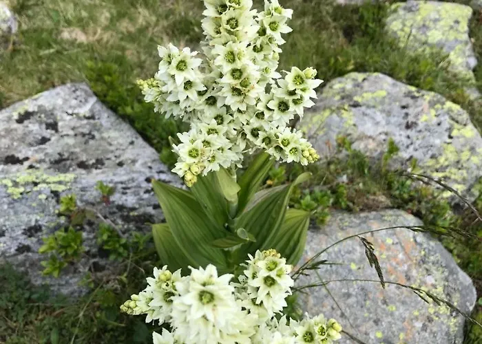Simonbauerhof Alloggio per agriturismo *